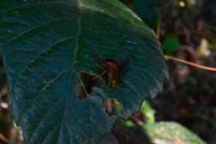 Tachinidae