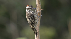Checkered Woodpecker photo 5