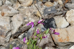 Rhinotropis lindheimeri