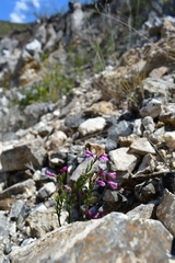 Rhinotropis lindheimeri
