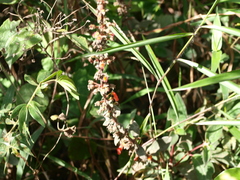 Kohleria spicata