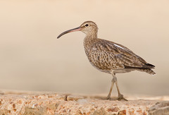 Numenius phaeopus