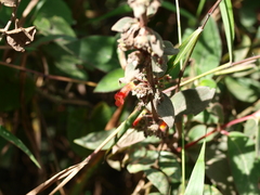 Kohleria spicata