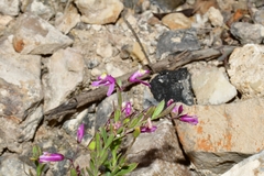 Rhinotropis lindheimeri