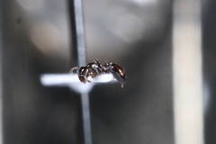 Monomorium emarginatum