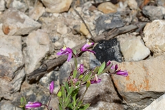 Rhinotropis lindheimeri