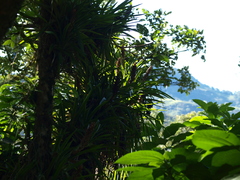 Bromeliaceae