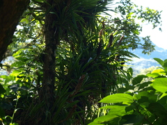Bromeliaceae