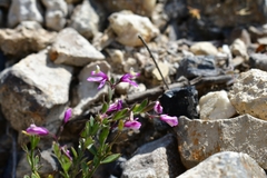 Rhinotropis lindheimeri