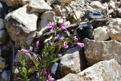 Rhinotropis lindheimeri