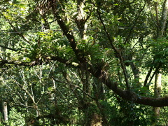 Bromeliaceae