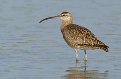 Whimbrel - Photo (c) Paul Cools, some rights reserved (CC BY-NC), uploaded by Paul Cools