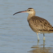 Whimbrel - Photo (c) Paul Cools, some rights reserved (CC BY-NC)