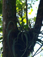 Bromeliaceae