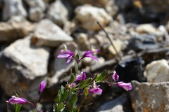 Rhinotropis lindheimeri