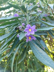 Solanum nitidum