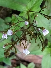 Rhinacanthus