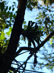 Bromeliaceae