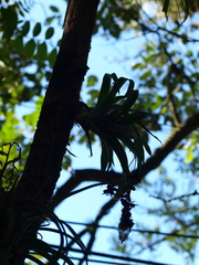 Bromeliaceae