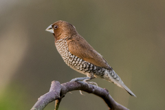 Lonchura punctulata nisoria