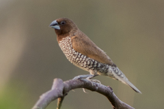Lonchura punctulata nisoria