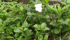 Ruellia leucantha