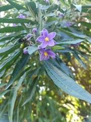 Solanum nitidum