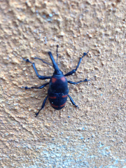 Cactophagus spinolae