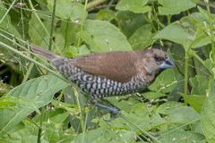 Lonchura punctulata nisoria
