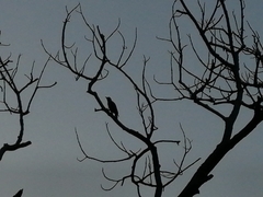 Melanerpes aurifrons