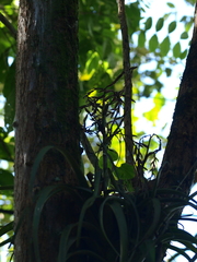 Bromeliaceae