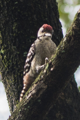 Dendrocopos analis