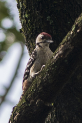 Dendrocopos analis