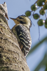 Dendrocopos analis