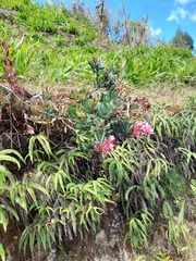 Bejaria