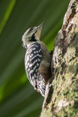 Dendrocopos analis