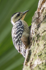 Dendrocopos analis