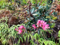 Bejaria