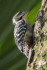 Dendrocopos analis