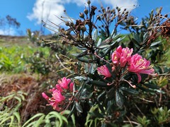 Bejaria