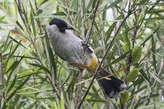 Pycnonotus aurigaster