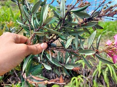 Bejaria