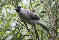 Pycnonotus aurigaster