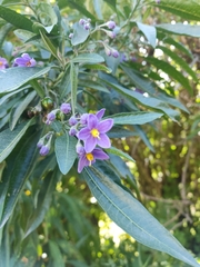 Solanum nitidum