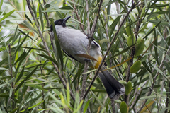 Pycnonotus aurigaster