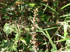 Kohleria spicata