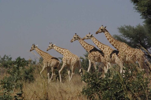 Northern Giraffe, Tillabéry, NE, photo 7 of 10