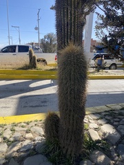 Trichocereus bertramianus