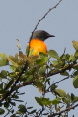 Pericrocotus speciosus siebersi