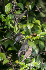 Lonchura punctulata nisoria